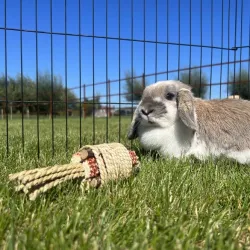 Ausstattung & Zubehör Duvoplus Bündel Wasserhyazinthe & Maiskolben...