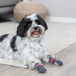 Hundebekleidung Trixie Hundesocken - Grau - L-XL jetzt online