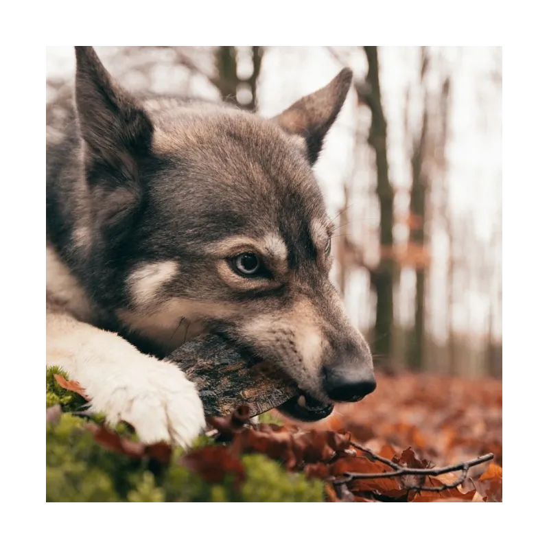 Hundespielzeug & Sport Viking twist Horn - S jetzt online