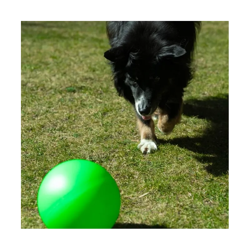 Hundespielzeug & Sport PROCYON Treibball Größe S - extra stabil -...