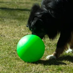 Hundespielzeug & Sport PROCYON Treibball Größe S - extra stabil -...
