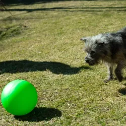 Hundespielzeug & Sport PROCYON Treibball Größe S - extra stabil -...