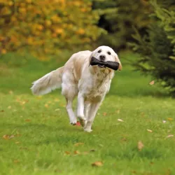 Erziehung Karlie Apportier SNACK DUMMY - 22 cm jetzt online