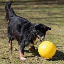 Hundespielzeug & Sport PROCYON Treibball - Gelb jetzt online
