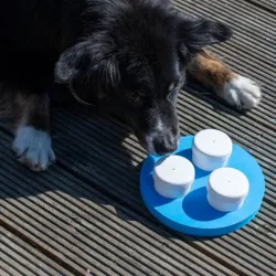 Hundespielzeug & Sport PROCYON Schnüffel-Ring jetzt online